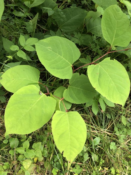 Gröna blad på växter med röda stjälkar bland annan växtlighet, misstänkt för att vara invasiva arter.