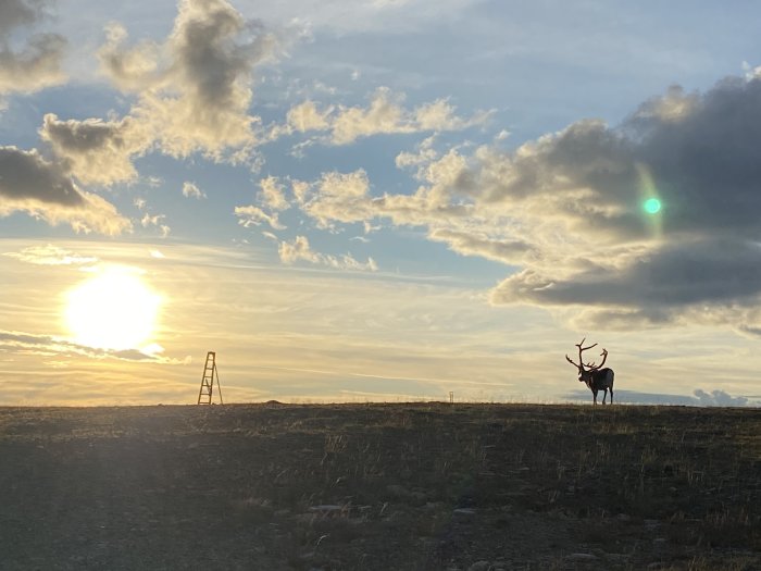 Älg mot kvällshimmel och solnedgång med silhuett av stege till vänster.