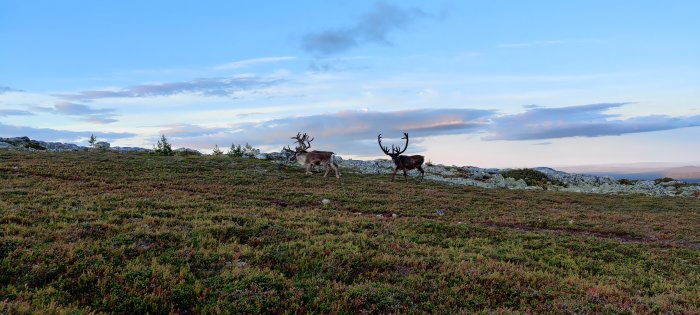 Två renar på en fjällhed i skymningsljus med himmel och moln i bakgrunden.