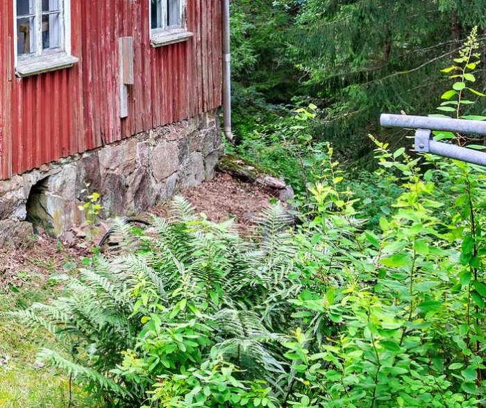 Gamla röda ladan med skadad fasad och invasiva parkslideväxter i förgrunden.