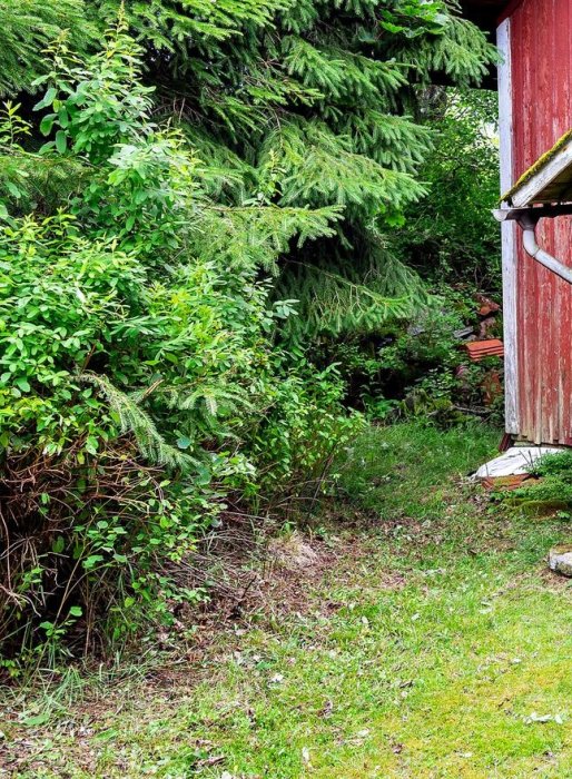 Dense vegetation with possible invasive plant species near an old red barn.