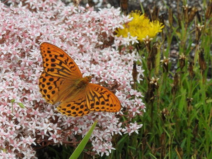 En storfläckig pärlemorfjäril på vitrosa blommor med suddig grön bakgrund och gula blommor.