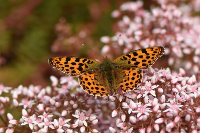 En orangefärgad och svartprickig pärlemorfjäril på små vita blommor.