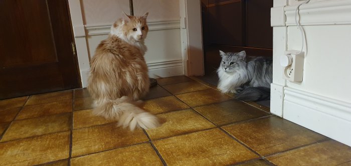 Två katter på ett kaklat golv, en liggande blockerar vägen till en torktumlare och en stående ser på.