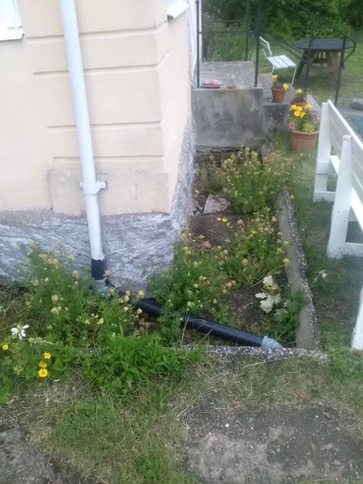 Översikt av husgrund med övervuxna växter och synlig avloppsrör, föreslagen för trädgårdsförbättring.