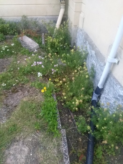 Hörn av husgrund med ogräs och växter som behöver rensas för att snygga till området.