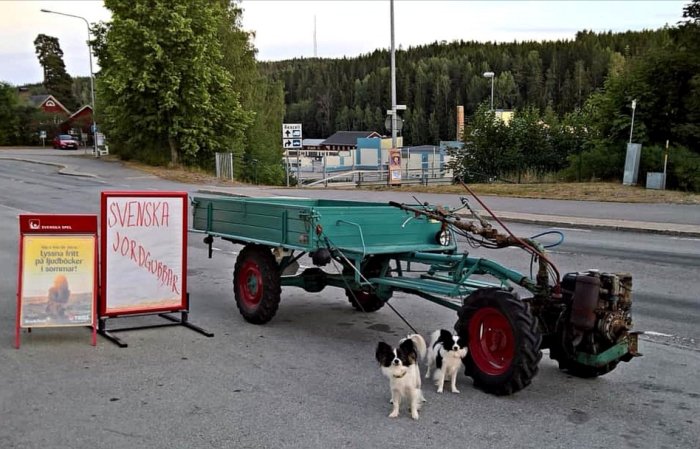 Grön tvåhjulstraktor med lastflak parkerad vid vägkant, två små hundar framför, skylt om svenska jordgubbar.