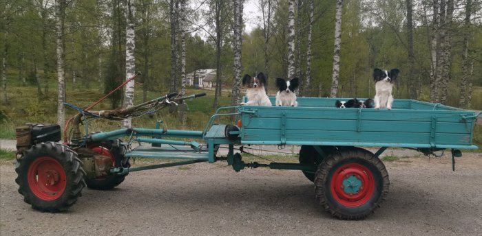 Äldre grön traktorvagn med fyrhjulsdrift lastad med tre hundar framför björkar.