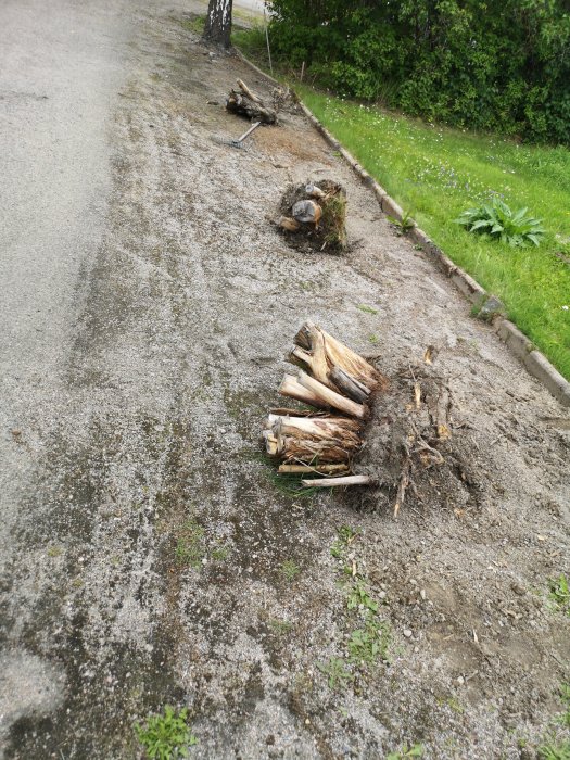 Upprivna rotsystem på en grusgång bredvid en gräsmatta.