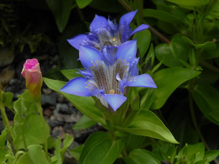 Blå blommor och knopp av Gentiana septemfida, kallad fransgentiana, med gröna blad.