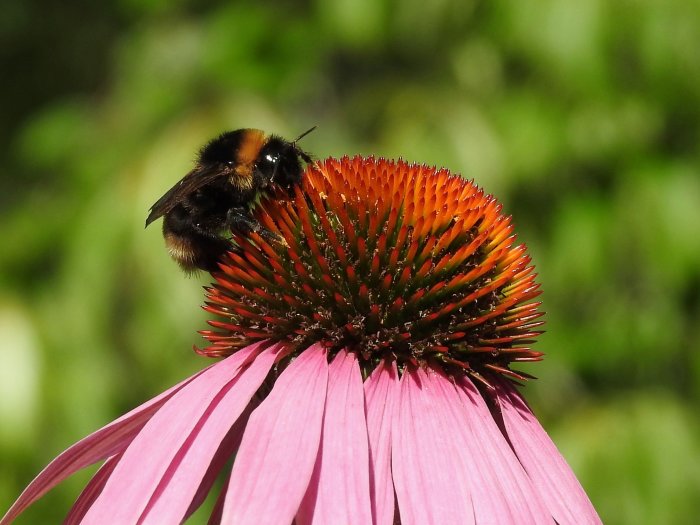 Humla på en blommande solhatt mot en oskarp grön bakgrund.