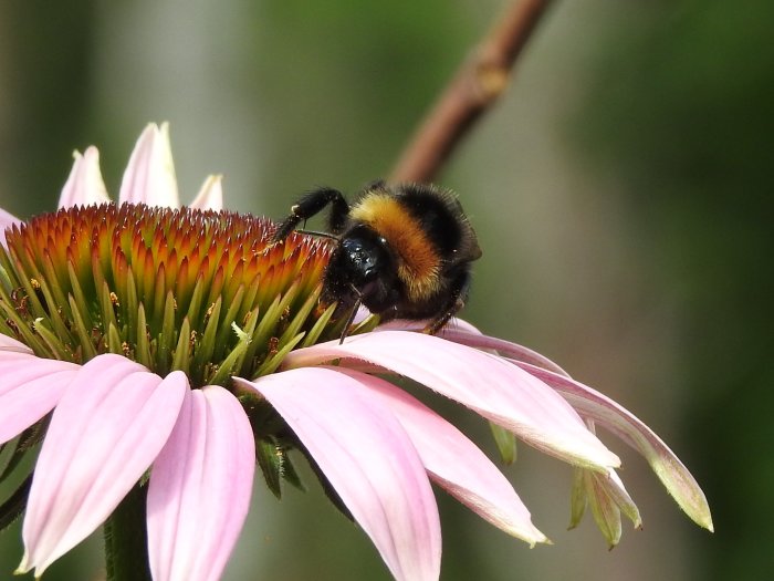 En humla på en blommande rosa solhatt i närbild.