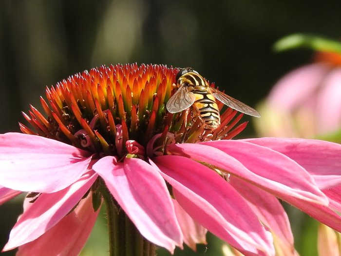 Blomfluga på röd solhattblomma, liknar en humla, omgiven av grönska.