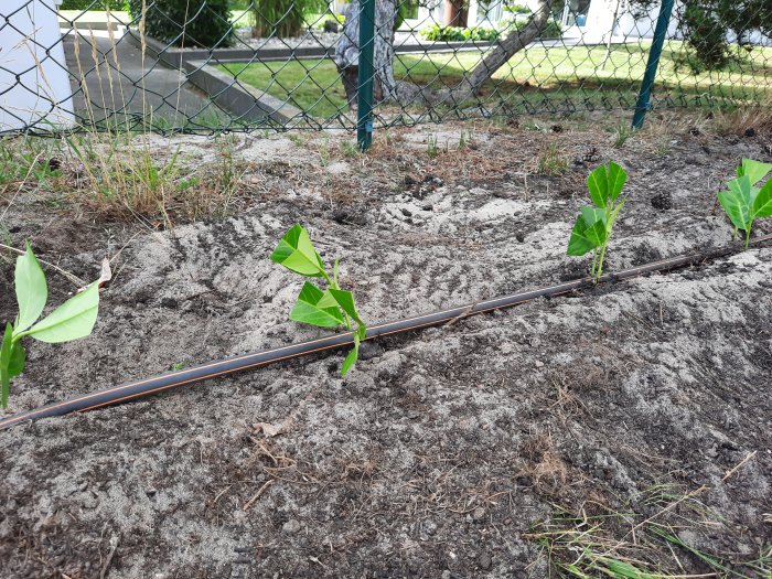 Nyplanterade små häckplantor längs en rad i en trädgård med staket i bakgrunden.