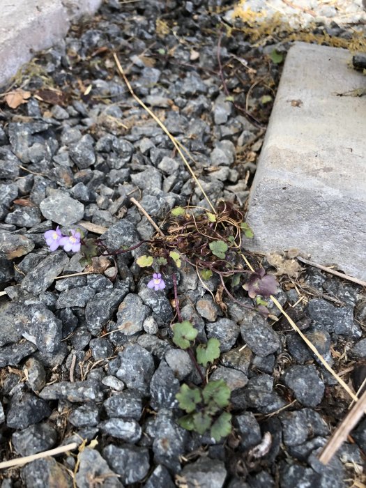 Blommande växt med små lila blommor som sprider sig i ett grusområde intill en betongplatta.