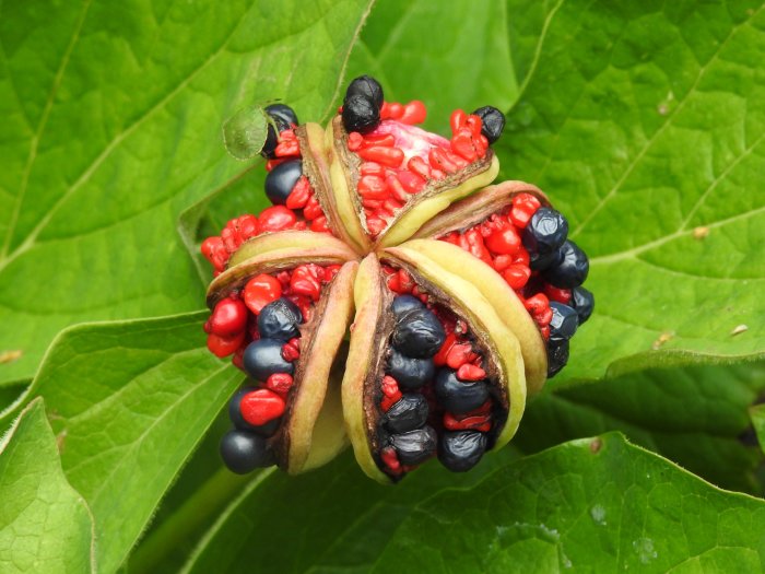 Öppnad kapsel av P. obovata lackpion visar en blandning av klarröda och svarta frön på grönt blad.