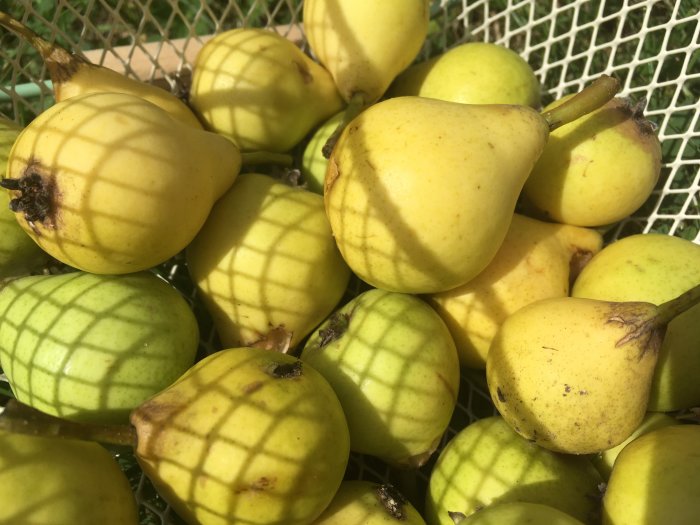Nyss skördade gula små augustipäron i en hög, några med fågelskador.