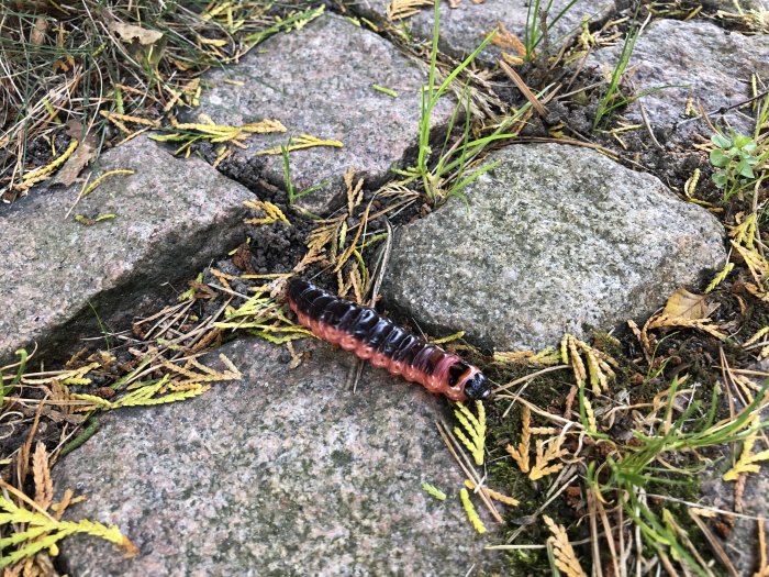 Större träfjäril larv på stenplattor och gräs, nära värdträd för förpuppning.