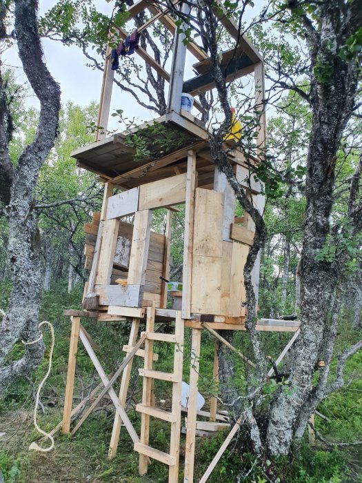 Ett tvåvånings trädkoja byggt av barn i skogsmiljö med stegar och plattformar.