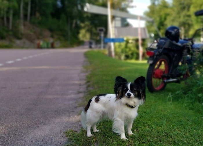 Svartvit hund vid vägkanten med en parkerad moped i bakgrunden under soligt väder.