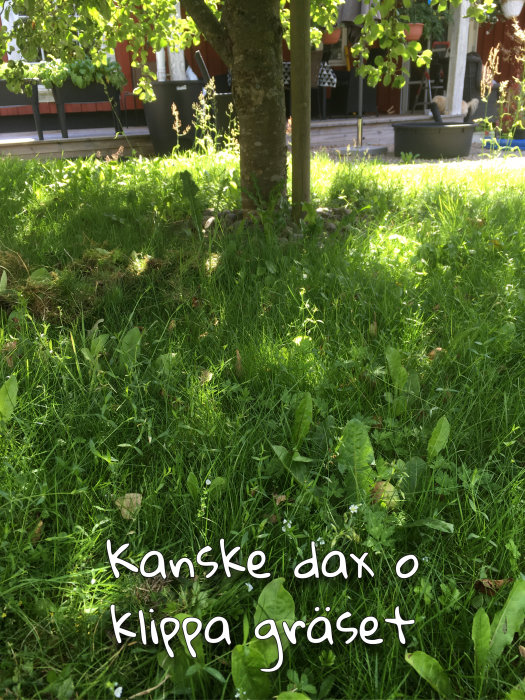 Ojämn gräsmatta med högt gräs och ogräs runt träd, text "kanske dax o klippa gräset".