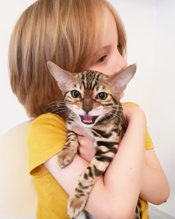 Barn som kramar en missnöjd randig kattunge som visar tänderna.