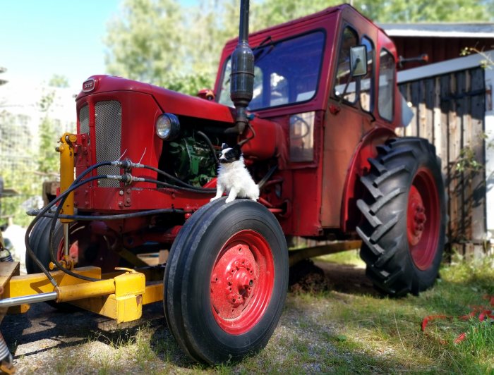 En kattunge som sitter på traktorns hjul, bredvid en klassisk röd traktor.