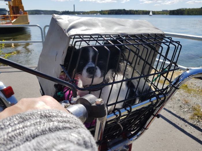 Hund i en isolerad cykelkorg med skyddstak på en solig dag vid vattnet.