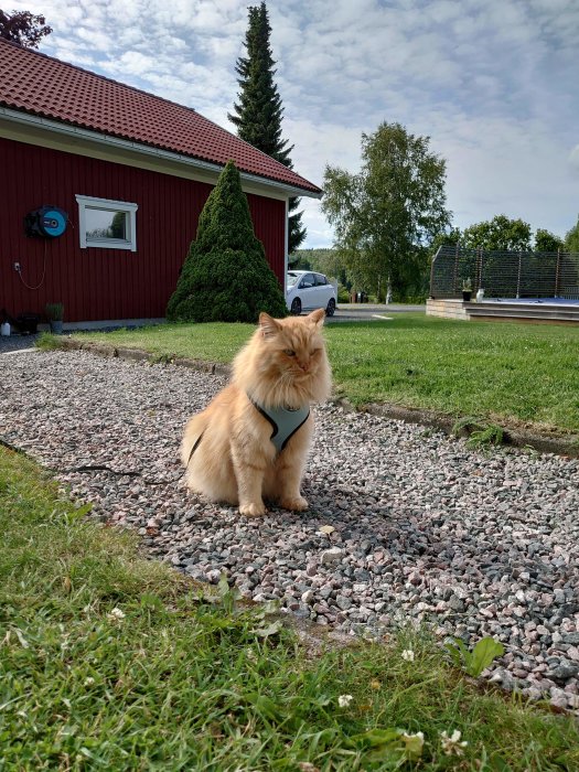 Orange katt i sele sittande på grus framför röd byggnad och grönt träd.