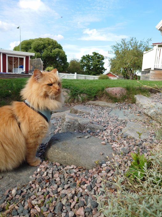 Orangeröd långhårig katt i sele utforskar en trädgård med grus och grönska.