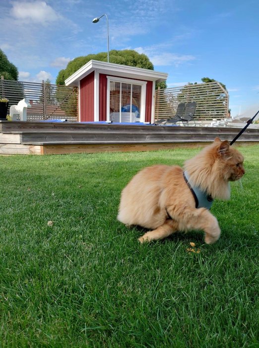 Fluffig röd katt i sele utforskar grön gräsmatta framför röd stuga med altan.