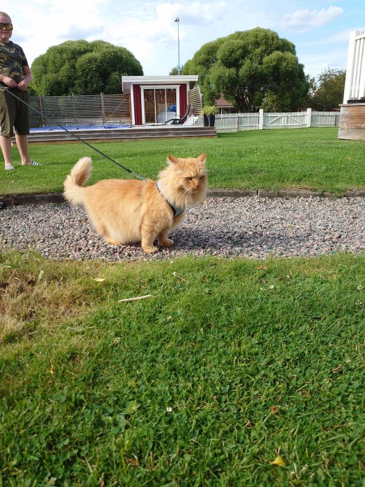 En orange katt i sele utforskar en trädgård, barn syns i bakgrunden.
