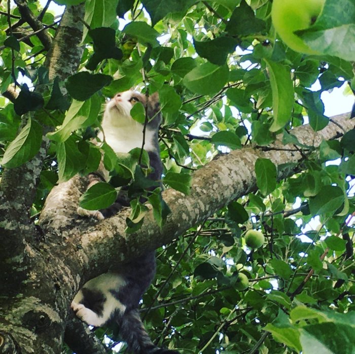 Katt i äppelträd sniffar på bladen, omgiven av äpplen och gröna löv.