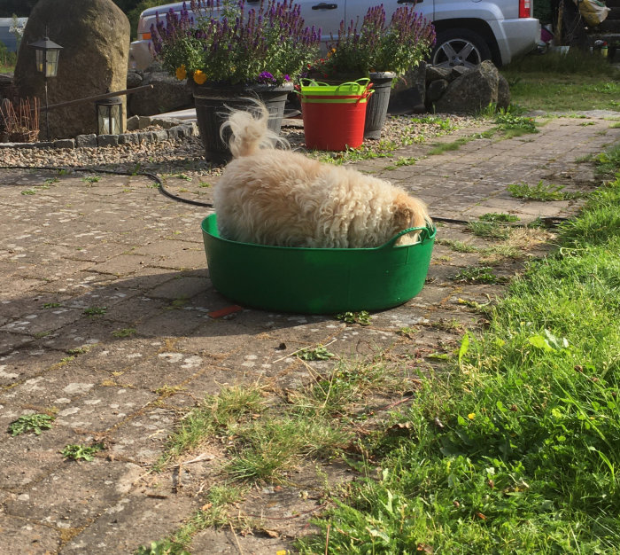 Hund svalkar sig i en grön liten plastpool på en solig gård.