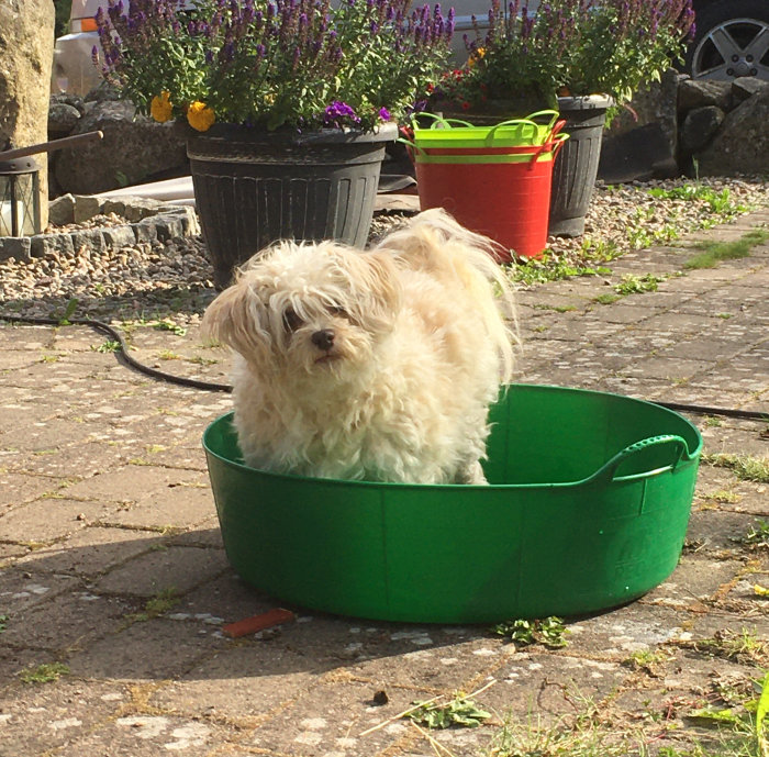 Hund sitter i en grön plastbalja utomhus tillsammans med trädgårdsredskap i bakgrunden.