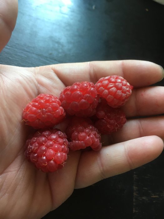 En hand som håller färska plockade hallon, ungefär 1,5 kg nämns i texten.