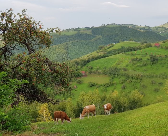 Kossor betar på gröna kullar med träd och ett äppelträd i förgrunden, landskap med kullar i bakgrunden.