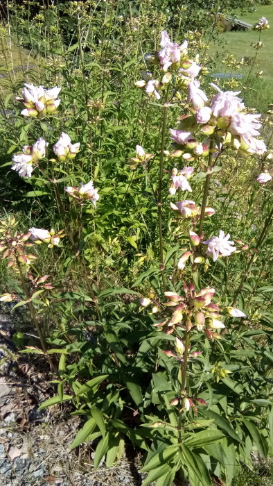 En växt med ljusrosa blommor och gröna blad i en trädgård, frågan är om det är ett ogräs eller en växt att vårda.