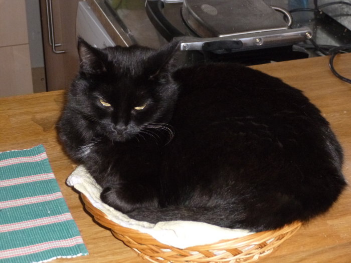 Svart katt vid namn Sotnos ligger i en korg med några vita strån på bröstet.