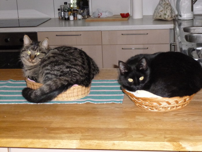 Två katter i korgar, en tigerrandig och en svart med vita strån på bröstet.