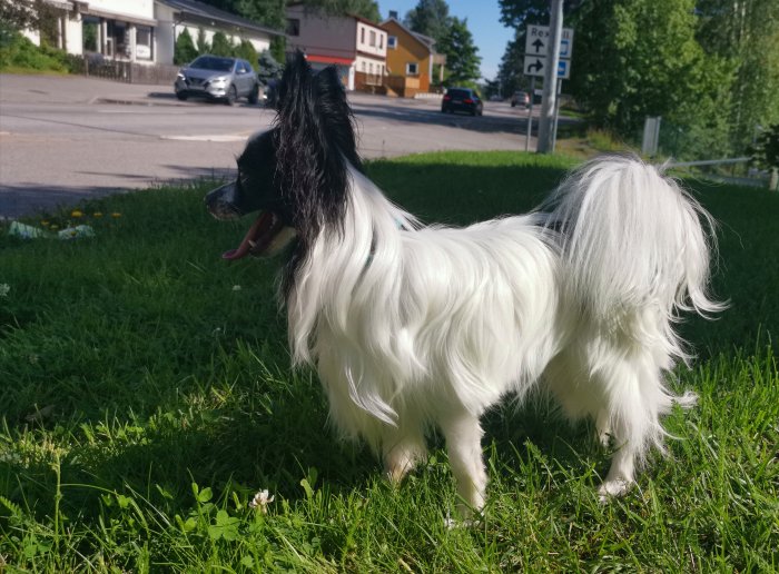 En vit och svart Papillonhund står på en gräsmatta med en gata och bilar i bakgrunden.