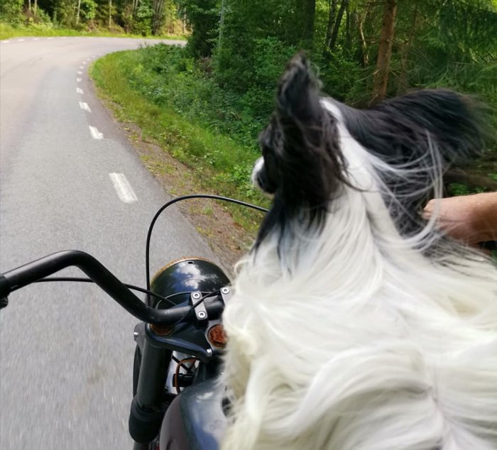 Hund som sitter på mopeds tank och ser framåt, med vind i pälsen, under färd på landsväg.