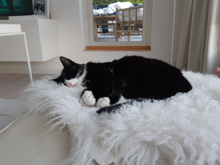 Svartvit katt som sover på ett vitt fluffigt underlag i ett ljust rum.