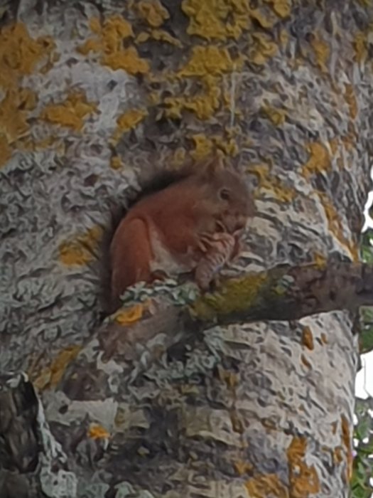 Ekorre sitter på en gren och äter, mot en bakgrund av en trädstam med lav.