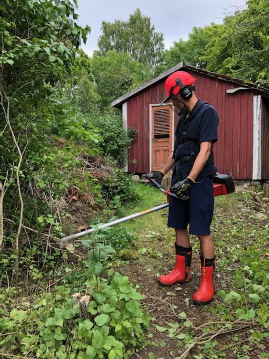 Person rensar buskage med röjsåg framför lada för att göra väg för traktor.