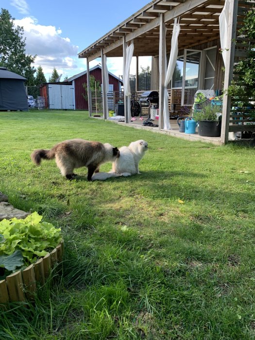 Siamesisk katt som nosar på en vit hund i en trädgård med gräsmatta och pergola i bakgrunden.