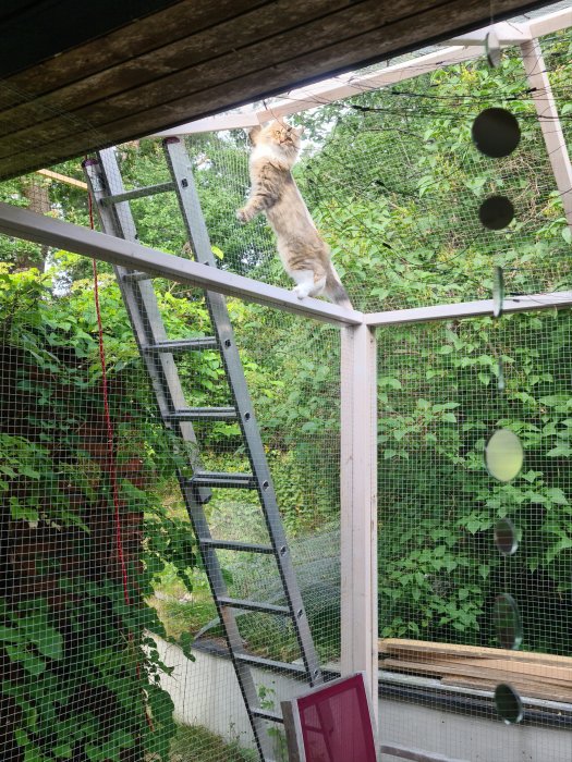 Katt klättrar på nätet av en utomhus kattgård med tak och gröna träd i bakgrunden.