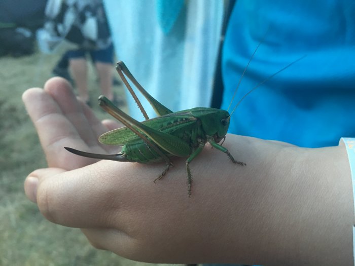 En stor gröna gräshoppa sitter på en människas hand.