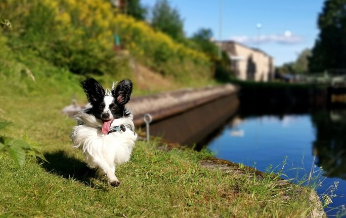 Glädjefylld hund springer längs en kanal under kvällsljuset.