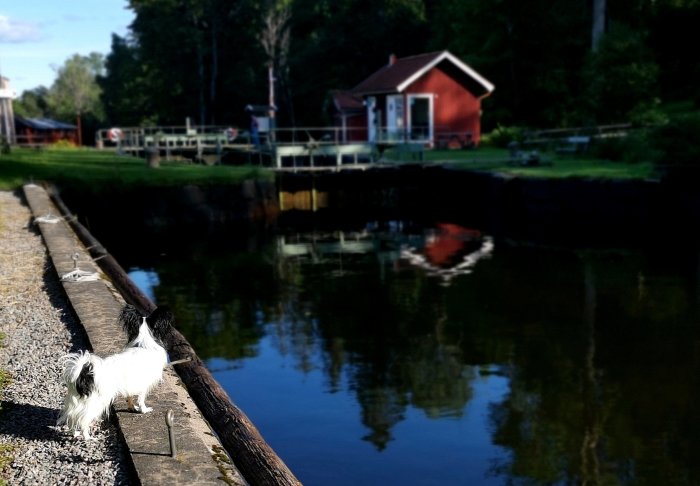 Hund vid kanalkant ser ut över vatten med reflexion av rött hus och grönska i skymningen.